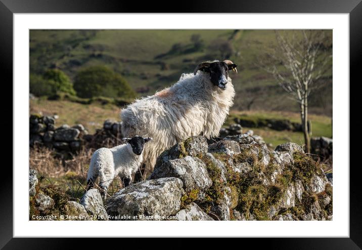 Ewe with her lamb on Dartmoor Framed Mounted Print by Jean Fry