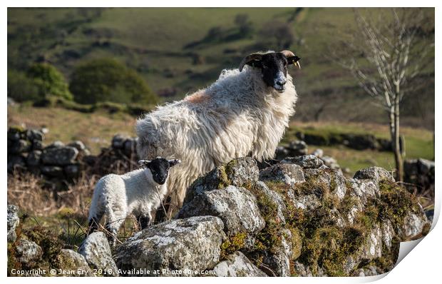 Ewe with her lamb on Dartmoor Print by Jean Fry