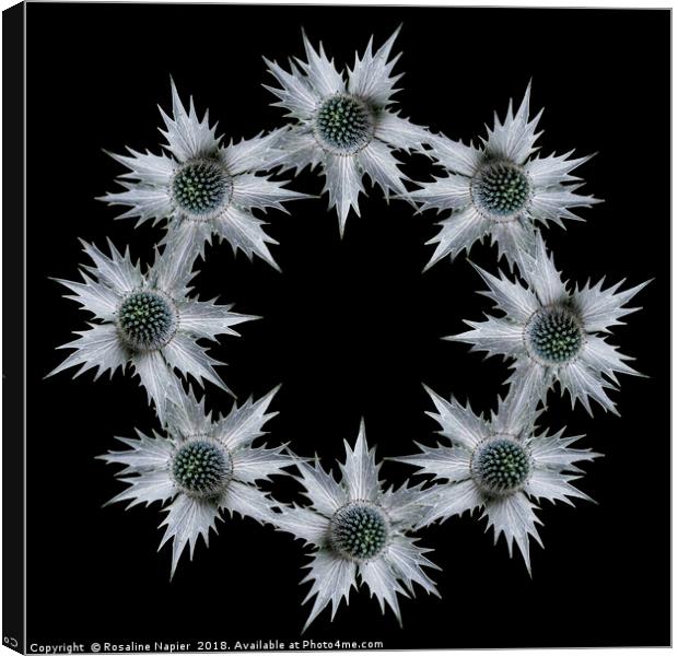 Ring of eryngium flowers on black background Canvas Print by Rosaline Napier