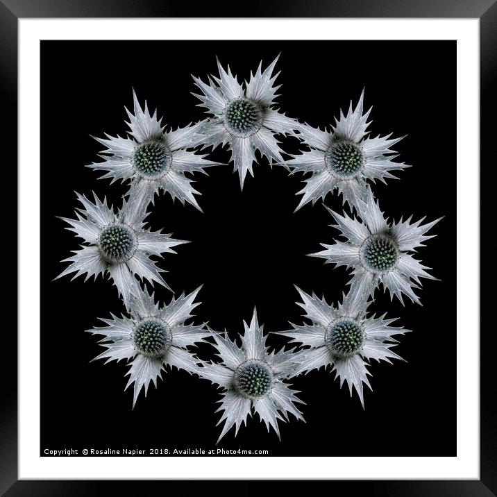Ring of eryngium flowers on black background Framed Mounted Print by Rosaline Napier