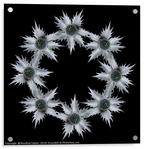 Ring of eryngium flowers on black background Acrylic by Rosaline Napier