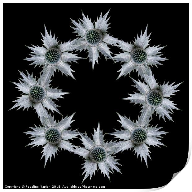 Ring of eryngium flowers on black background Print by Rosaline Napier