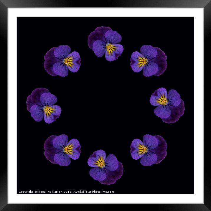 Ring of pansies Framed Mounted Print by Rosaline Napier