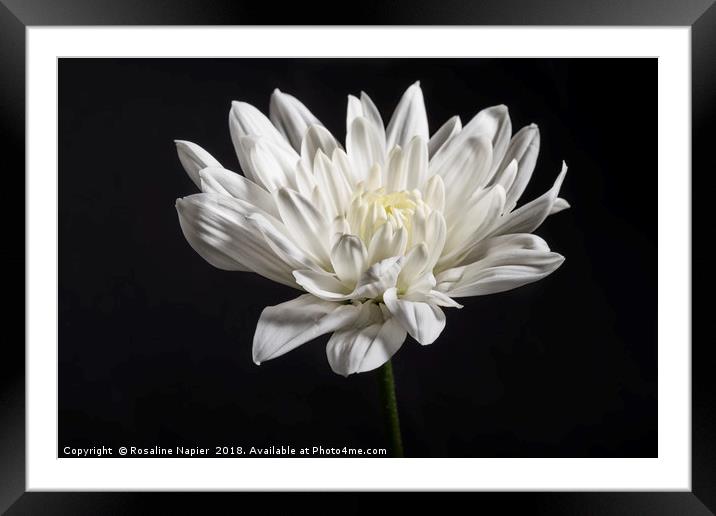 Single white chrysanthemum on black background Framed Mounted Print by Rosaline Napier