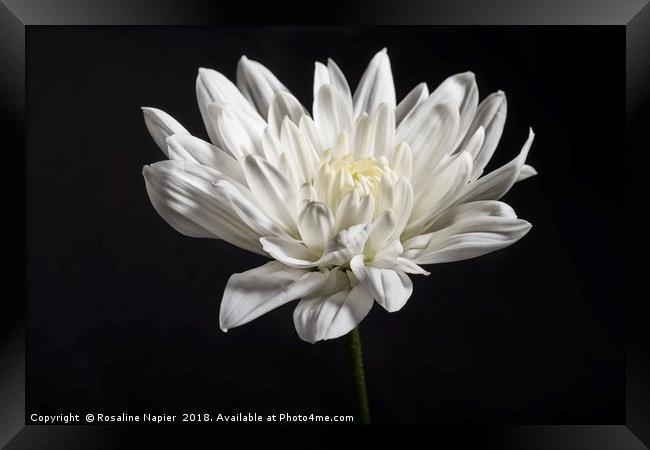 Single white chrysanthemum on black background Framed Print by Rosaline Napier