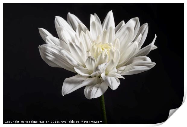Single white chrysanthemum on black background Print by Rosaline Napier