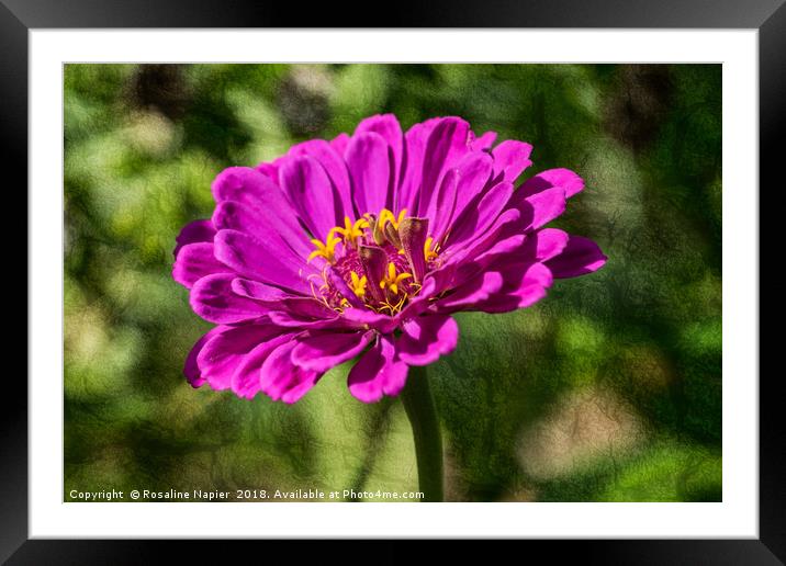Zinnia flower on texture background Framed Mounted Print by Rosaline Napier