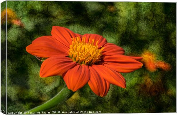 Mexican Sunflower on textured background Canvas Print by Rosaline Napier