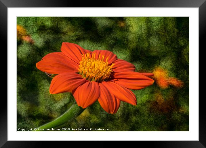 Mexican Sunflower on textured background Framed Mounted Print by Rosaline Napier