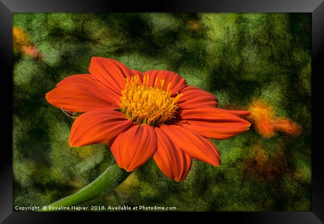 Mexican Sunflower on textured background Framed Print by Rosaline Napier