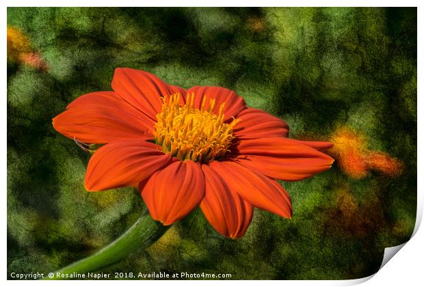 Mexican Sunflower on textured background Print by Rosaline Napier
