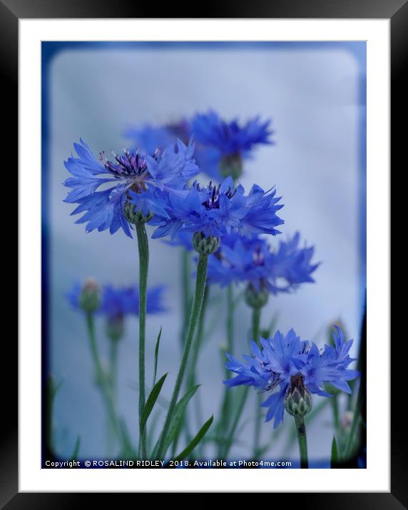 "Soft Blue" Framed Mounted Print by ROS RIDLEY