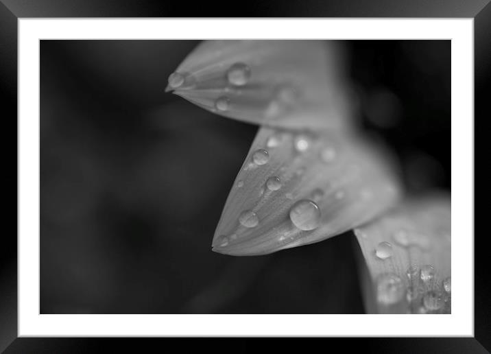 Droplets on Sunflower Framed Mounted Print by Mike Evans