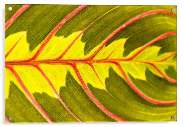 Prayer Plant (Maranta leuconeura) Acrylic by Gabor Pozsgai