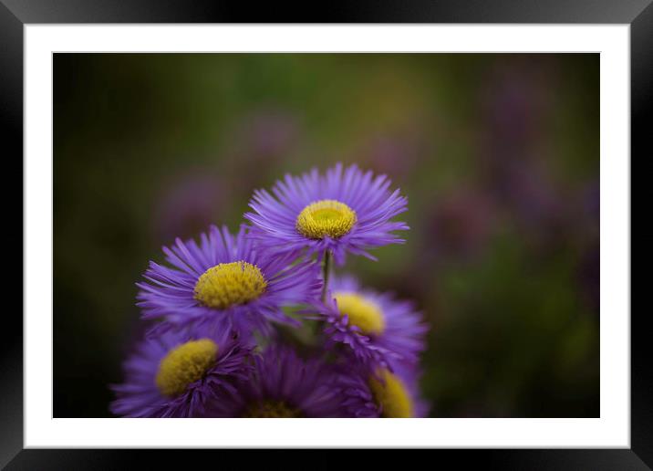Midsummer Daisy in Lavender Framed Mounted Print by Mike Evans