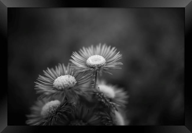 Midsummer Daisy in Black and white Framed Print by Mike Evans