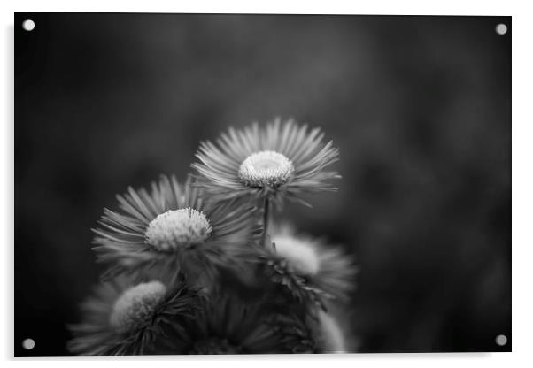 Midsummer Daisy in Black and white Acrylic by Mike Evans