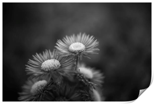 Midsummer Daisy in Black and white Print by Mike Evans