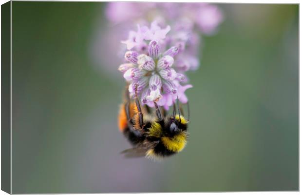 Bee on Lavender Canvas Print by Mike Evans