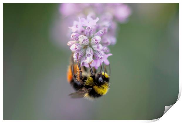 Bee on Lavender Print by Mike Evans
