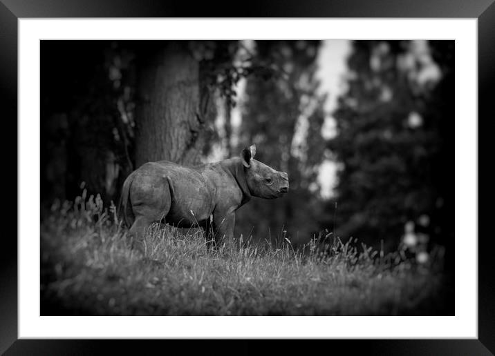 Black Rhinoceros Calf  Framed Mounted Print by Mike Evans
