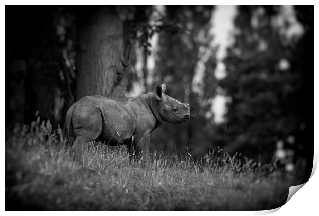 Black Rhinoceros Calf  Print by Mike Evans