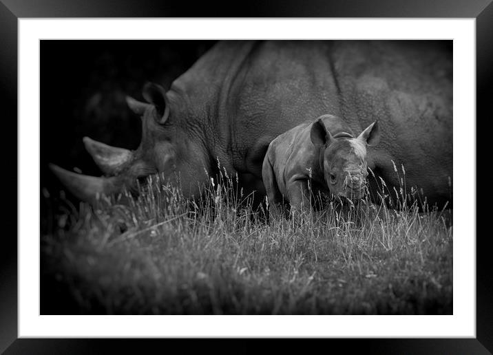Black Rhinoceros and Calf  Framed Mounted Print by Mike Evans