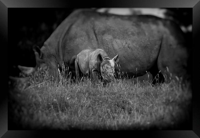 Black Rhinoceros and Calf  Framed Print by Mike Evans
