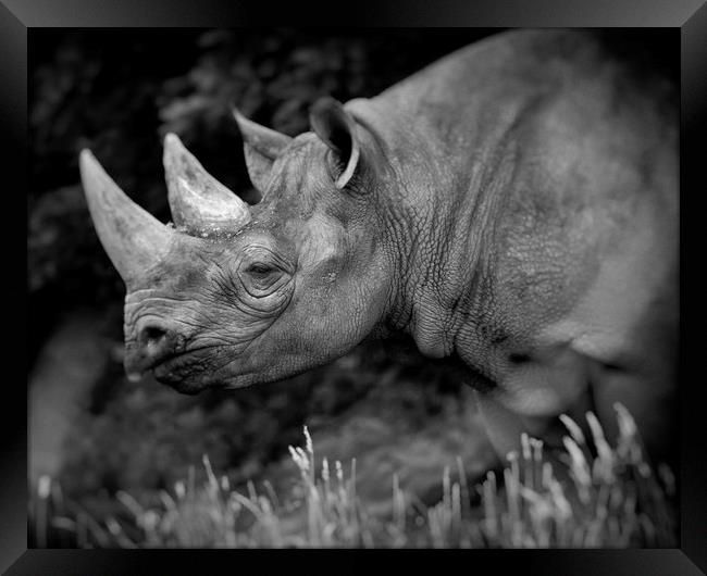 Black Rhinoceros Framed Print by Mike Evans