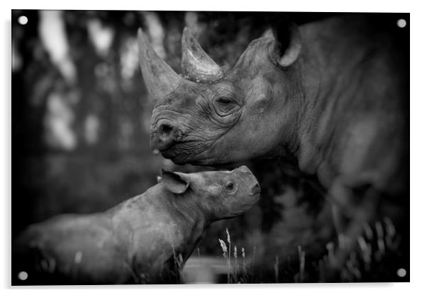 Black Rhinoceros and Calf  Acrylic by Mike Evans