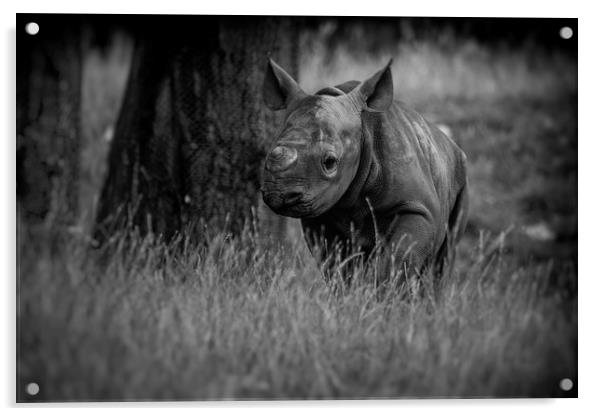 Black Rhinoceros Calf  Acrylic by Mike Evans
