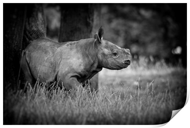 Black Rhinoceros Calf  Print by Mike Evans