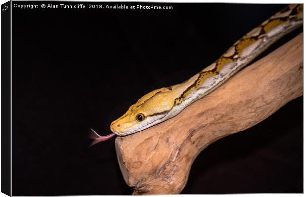 Orange glow reticulated python. (Python reticulatu Canvas Print by Alan Tunnicliffe