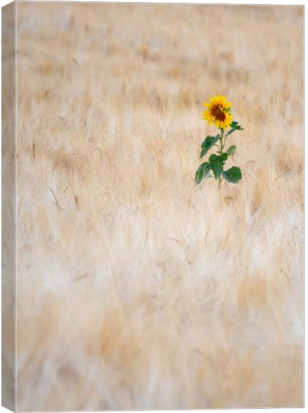 Summer Sunflower Canvas Print by Kelvin Trundle