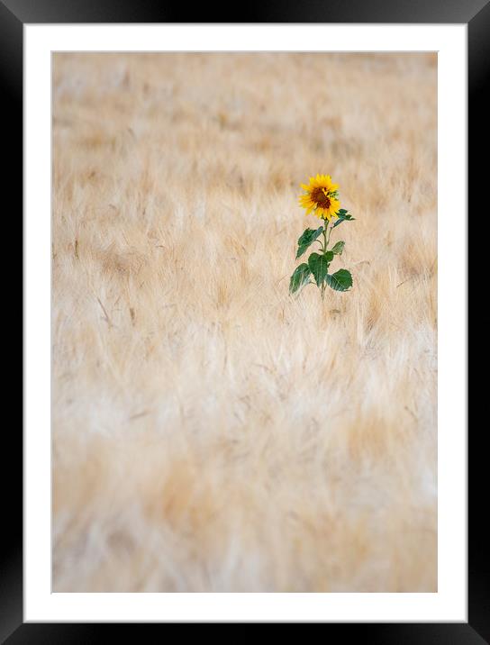 Summer Sunflower Framed Mounted Print by Kelvin Trundle