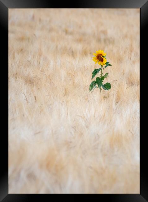 Summer Sunflower Framed Print by Kelvin Trundle