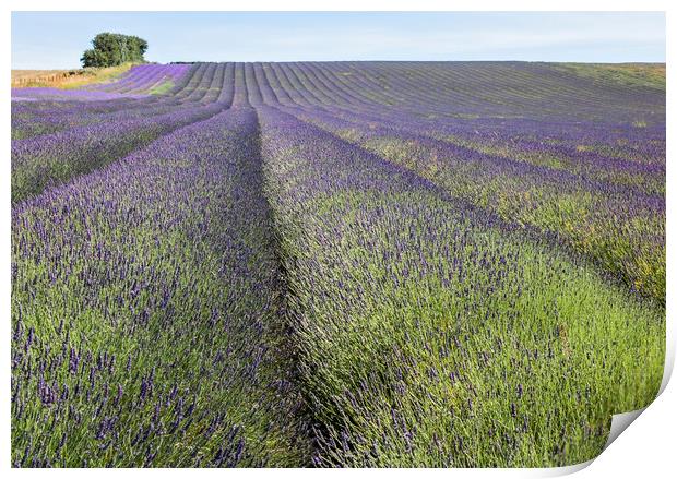 Lavender Fields Print by Graham Custance