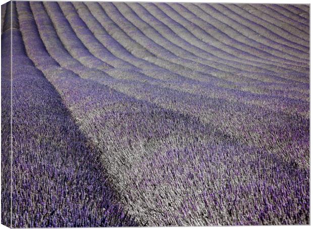 Lavender Fields Canvas Print by Graham Custance