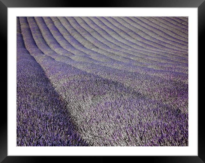Lavender Fields Framed Mounted Print by Graham Custance