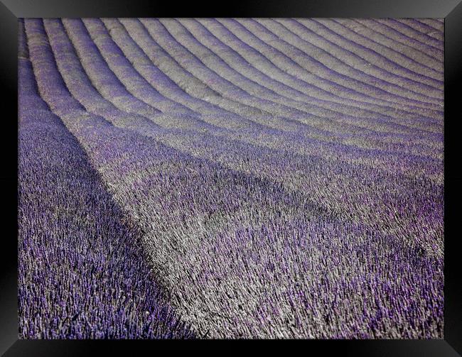 Lavender Fields Framed Print by Graham Custance