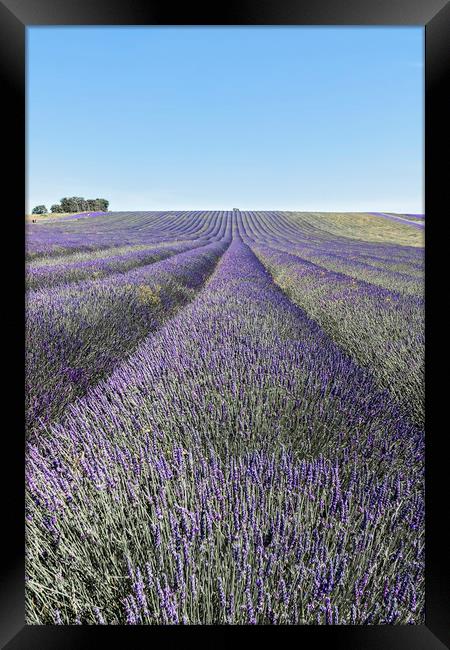Lavender Fields Framed Print by Graham Custance
