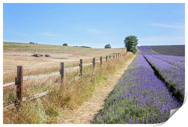 Lavender Fields Print by Graham Custance