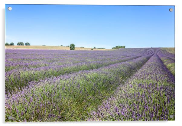 Lavender Fields Acrylic by Graham Custance