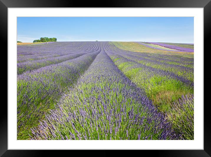 Lavender Fields Framed Mounted Print by Graham Custance