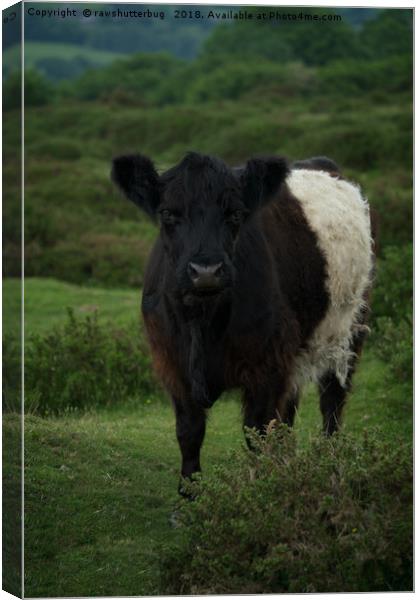 Belted Galloway Cow Canvas Print by rawshutterbug 