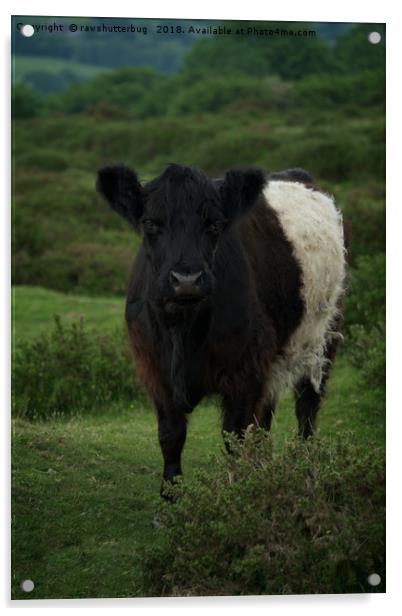 Belted Galloway Cow Acrylic by rawshutterbug 