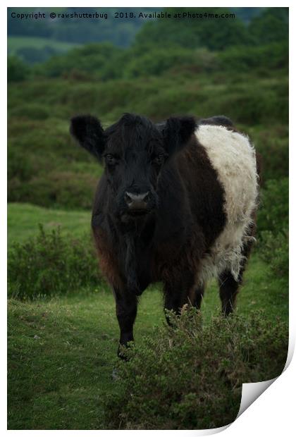 Belted Galloway Cow Print by rawshutterbug 