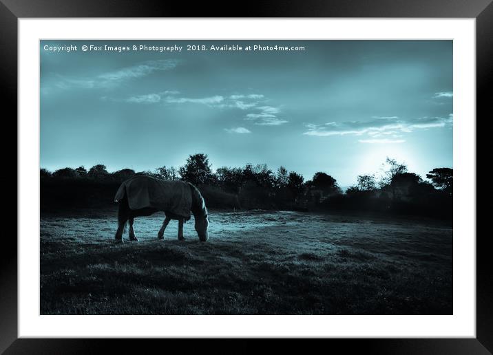 Horse under moonlight Framed Mounted Print by Derrick Fox Lomax