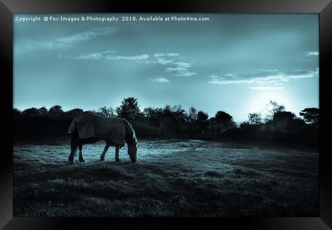 Horse under moonlight Framed Print by Derrick Fox Lomax