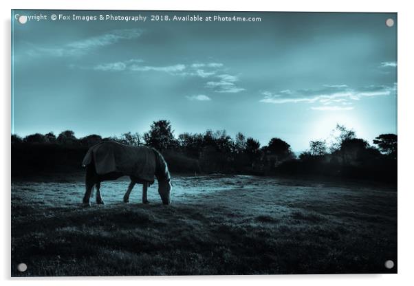 Horse under moonlight Acrylic by Derrick Fox Lomax